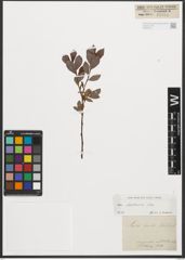 Foto von Salix starkeana Willd.
